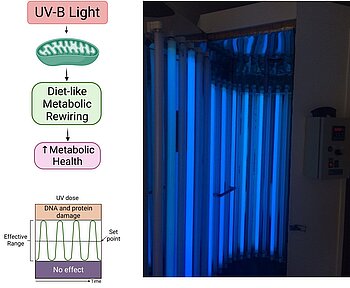 UV-Fit – increasing metabolic fitness and reducing body weight without fasting