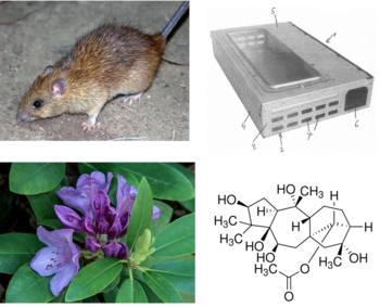 Green Rodenticide - Use of a Grayanotoxin-Based Agent for Rodent Control