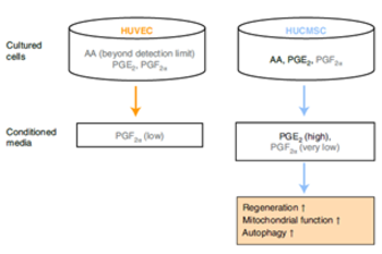 Novel Treatment of Pulmonary Arterial Hypertension (PAH)