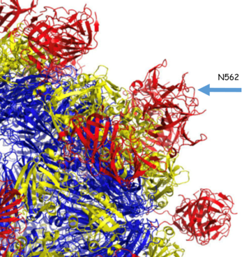 Broadly neutralizing antibodies against hepatitis E virus (HEV)