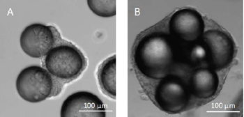 Method for high-yield production of megakaryocytes