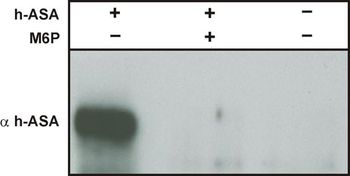 Man6P-specific single chain antibody fragment for detection of mucolipidosis and optimization of enzyme production for ERT