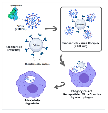 Functionalized Nanoparticles for Viral Clearance