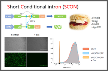 SCON – Artificial intron devoid of hypomorphic target gene effects for one-step generation of conditional animal models