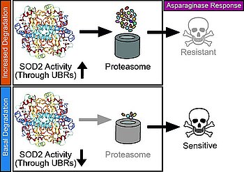 Prediction of L-Asparaginase resistance in tumor therapy