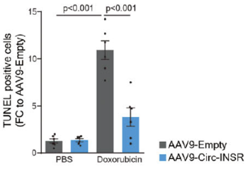 CIRCULAR RNA Circ-INSR PROTECTS AGAINST DOXORUBICIN-INDUCED HEART FAILURE
