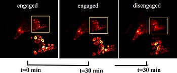 Autofocus-control of a microscope including an electrically tunable lens