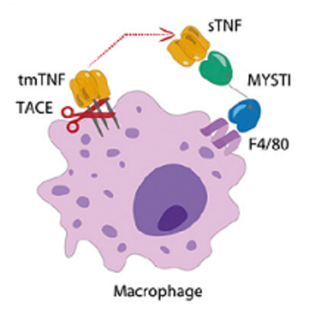 Bispecific antibodies for cell-type-specific TNF inhibition