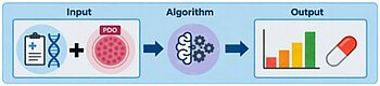 Organoid-Trained Machine Learning for Patient-Specific Cancer Therapy Prediction