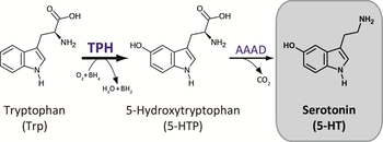 Novel TPH inhibitors for the treatment of fibrotic diseases and pulmonary arterial hypertension (PAH)