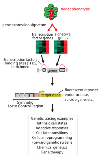 Identifying Cellular States and Fate Transitions via Synthetic Locus Control Regions (sLCRs)