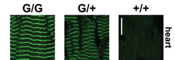 A titin-eGFP knock-in mouse model to study cardiac and skeletal muscle disorders