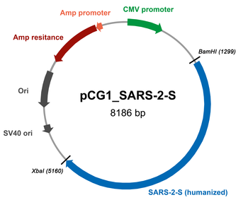 Innovative plasmids and cells for SARS-CoV-2-specific research