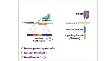 Reprogramming immune cells for CAR cell-based therapies
