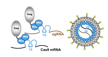Non-integrating alpharetrovirus-based vector particles for efficient RNA delivery and targeted gene modification

