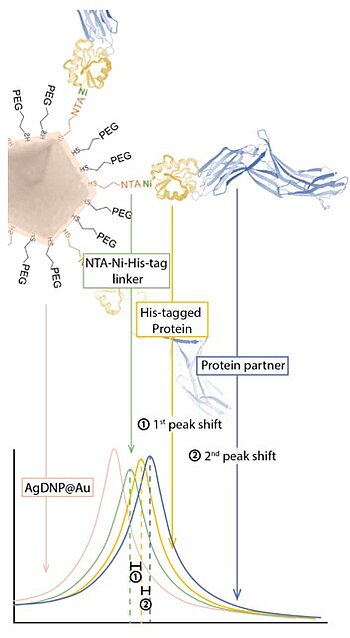 Modular Nanoparticle Platform for Solution-Phase Optical Sensing of Protein-Protein Interactions