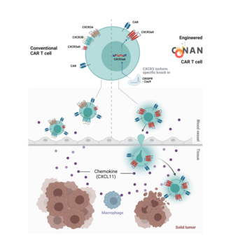The CXCR3alt-CXCL11 chemokine system for therapeutic use in solid cancer