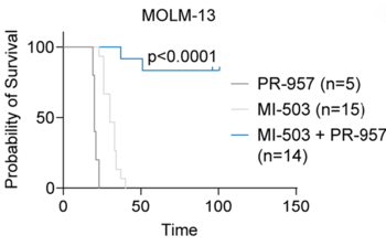 Combination of menin and immunoproteasome inhibitors for the treatment of leukemia