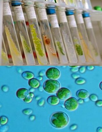 Tyrolian algae extract with anti-inflammatory potential