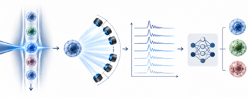 Label-Free Analysis and Live Sorting of Functional Cell States by Multi-Angle Pulse Shape Flow Cytometry