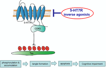Novel treatment of dementia-associated tauopathies
