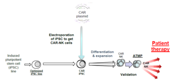 Next generation allogeneic CAR-NK cell platform for treatment of malignant diseases