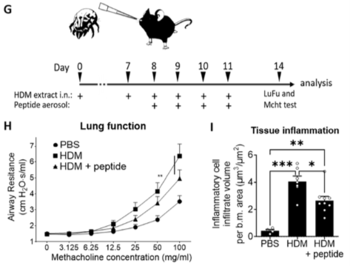 Inhalable Membrane-Active Peptide Targeting Early, Lipid-Dependent NLRP3 Inflammasome Activation