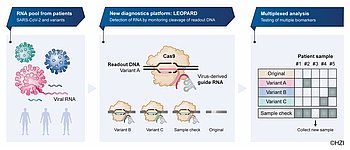 CRISPRdetect – multiplexed RNA detection with reprogrammed tracrRNAs