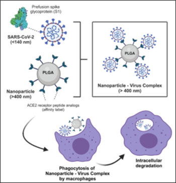 Functionalized Nanoparticles for Viral Clearance