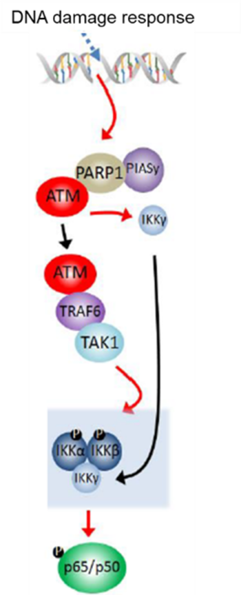 Selective Inhibitors of Genotoxic Stress Induced IKK/NFκB Pathways for Cancer Therapy