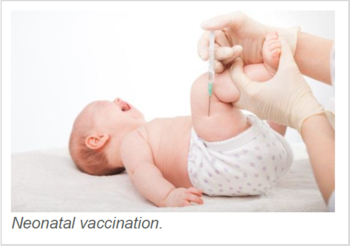 Cyclic-di-AMP: a promising adjuvant for neonatal vaccines