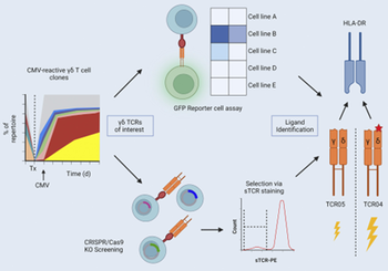HLA-DR-specific γδ T-cell receptor to treat proliferative disorders of HLA-DR+ cells