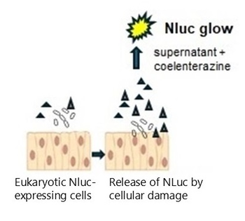 Cytotoxicity Assay for detecting Cellular Damage