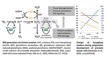 Ex vivo method for determination of oxidative stress and diagnosis of ferroptosis-associated diseases