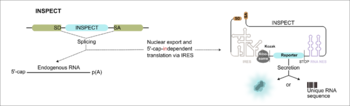 INSPECT - Intron encoded reporter transcripts for minimally invasive monitoring of coding and non-coding RNAs

