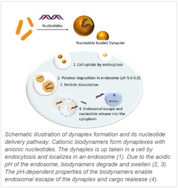 Biodynamers enhance drug delivery