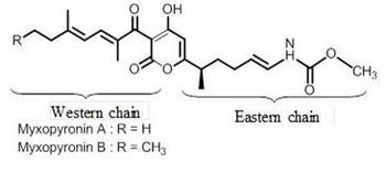 Novel Myxopyronin Analogues and Myxopyronin Genecluster for Mutasynthesis