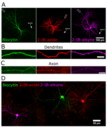 Advanced tracer compounds for enhanced detection of cellular structures