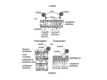 Cell wall-less bacteria (L-forms) for high yield heterologous protein expression