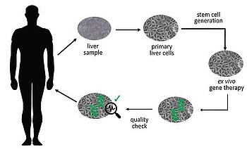 Liver stem cell generation for therapeutic applications