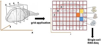 3D-Seq: Localizing Spatial Gene Expression in 3-Dimensions on Single Cell-Level