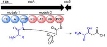 Single-Step Biocatalytic Production of L-Carnitine from Glycine Betaine