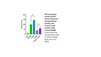 Activity-enhanced variant of hyperactive Sleeping Beauty transposase SB100X