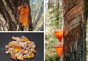Water-soluble pine resin extract: A dual-action anti-inflammatory and cytoprotective agent for dermatology