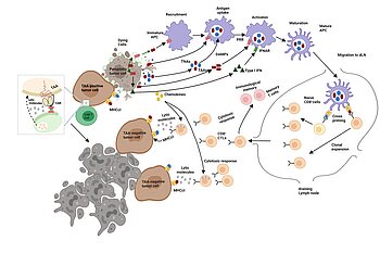 NICHE-CAR-T: NR2F6 Immune Checkpoint Harnessing to Enhance CAR-T efficacy