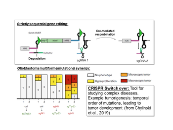 CRISPR Switch: Inducible sgRNA expression for tightly regulated, efficient and safer CRISPR/Cas9 genome editing