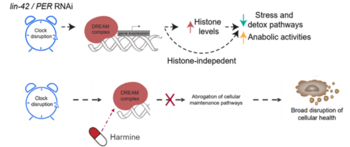 Dream Complex Inhibitors for Treating Medical Conditions Induced by Circadian Rhythm Disruption