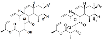 Highly active Chlorotonil A Derivatives for the treatment of Malaria