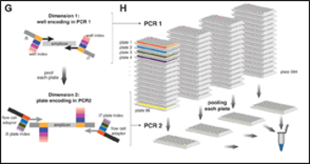 Two-Dimensional Redundant Dual Barcoding for Ultra-High-Throughput, Error-Resilient Nucleic Acid Analysis