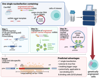 An engineered serine integrase for targeted gene transfer in human cells
